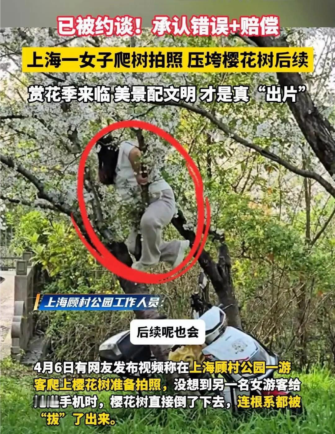 涉事女子：承认错误+愿意赔偿！
已被约谈！上海 一女子爬树压塌20年樱花 树后续