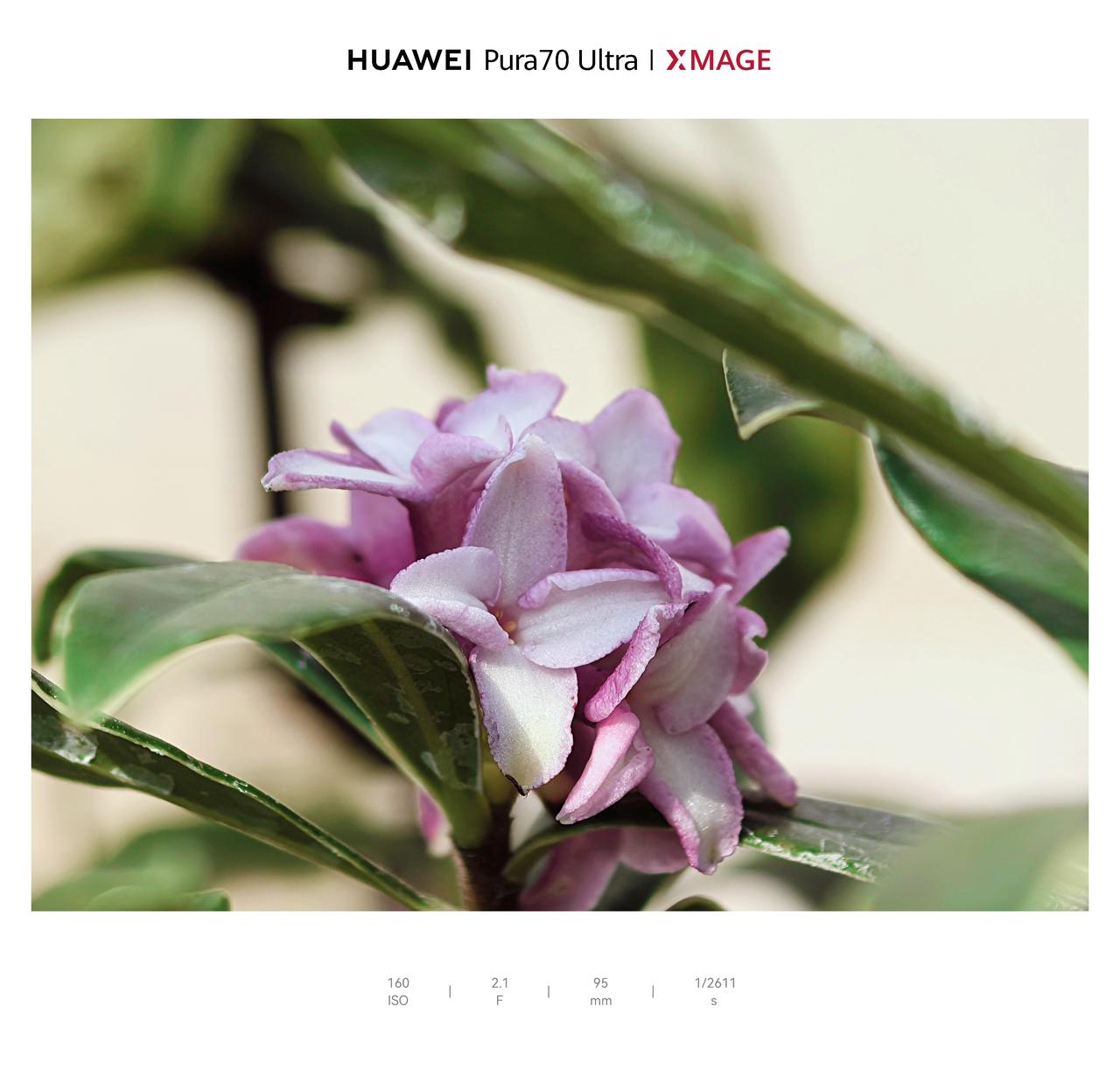 它开花时更是一绝，小小的花朵簇拥在一起，散发着浓郁却不刺鼻的香气。家里来了客人，