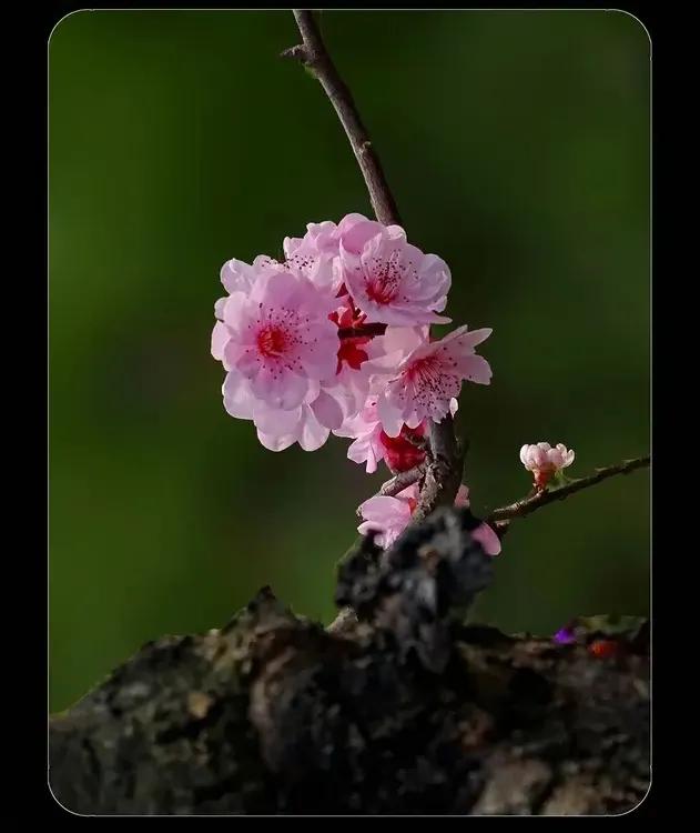 《美人梅》
美人梅，梅花的一个品种，花中美女。美人梅系洋妞，从国外引进。美人梅引