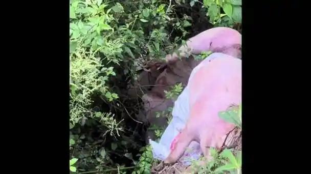 云南一道路边有人丢弃多头死猪，村民直呼不敢开窗

乡村公路本该干净通畅，可云南宣