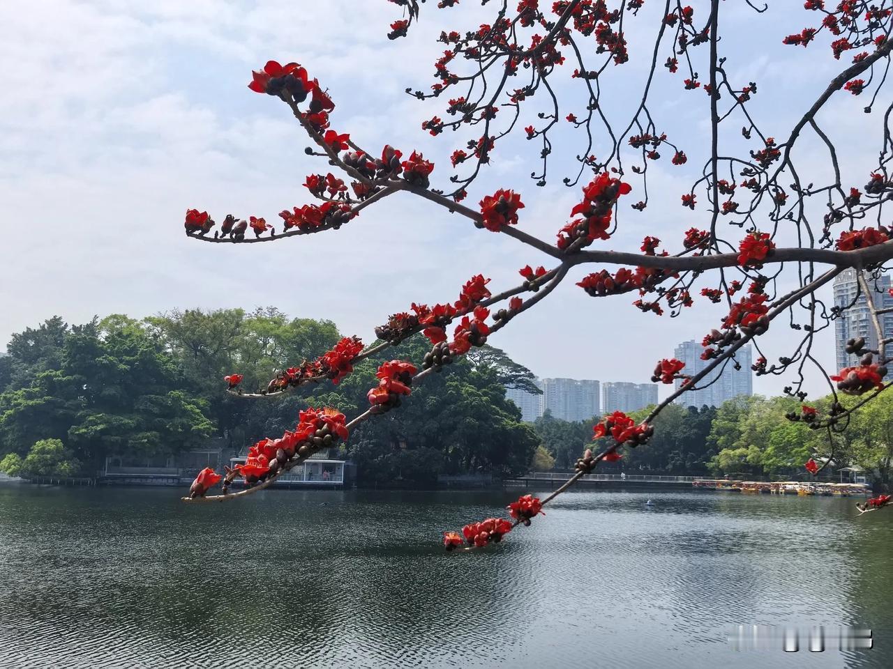 广州东湖公园｜暖春醉美木棉花 

  春临广州东湖公园，桥头的木棉悄然绽放，宣告