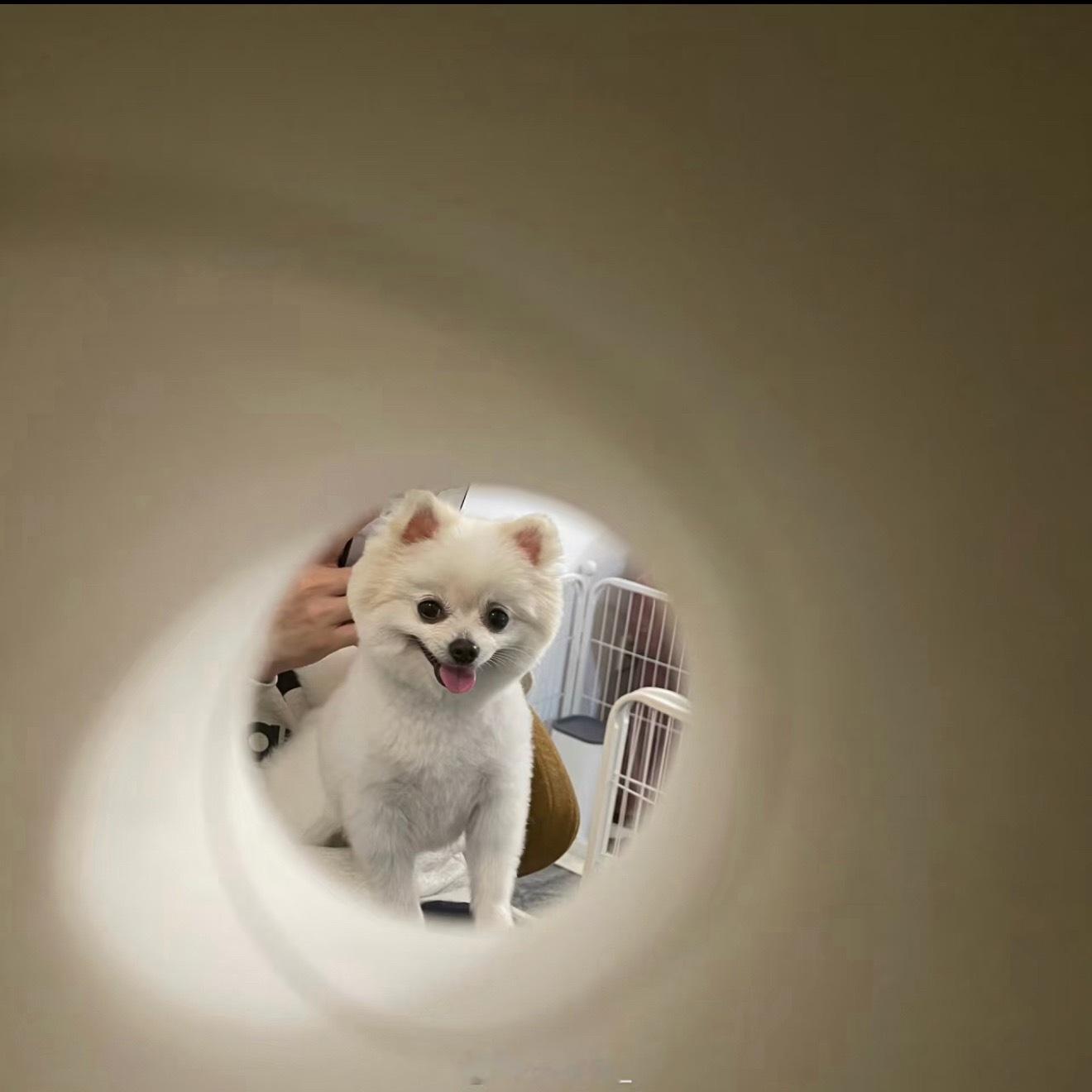 也是会用纸筒拍狗狗的萌物哇