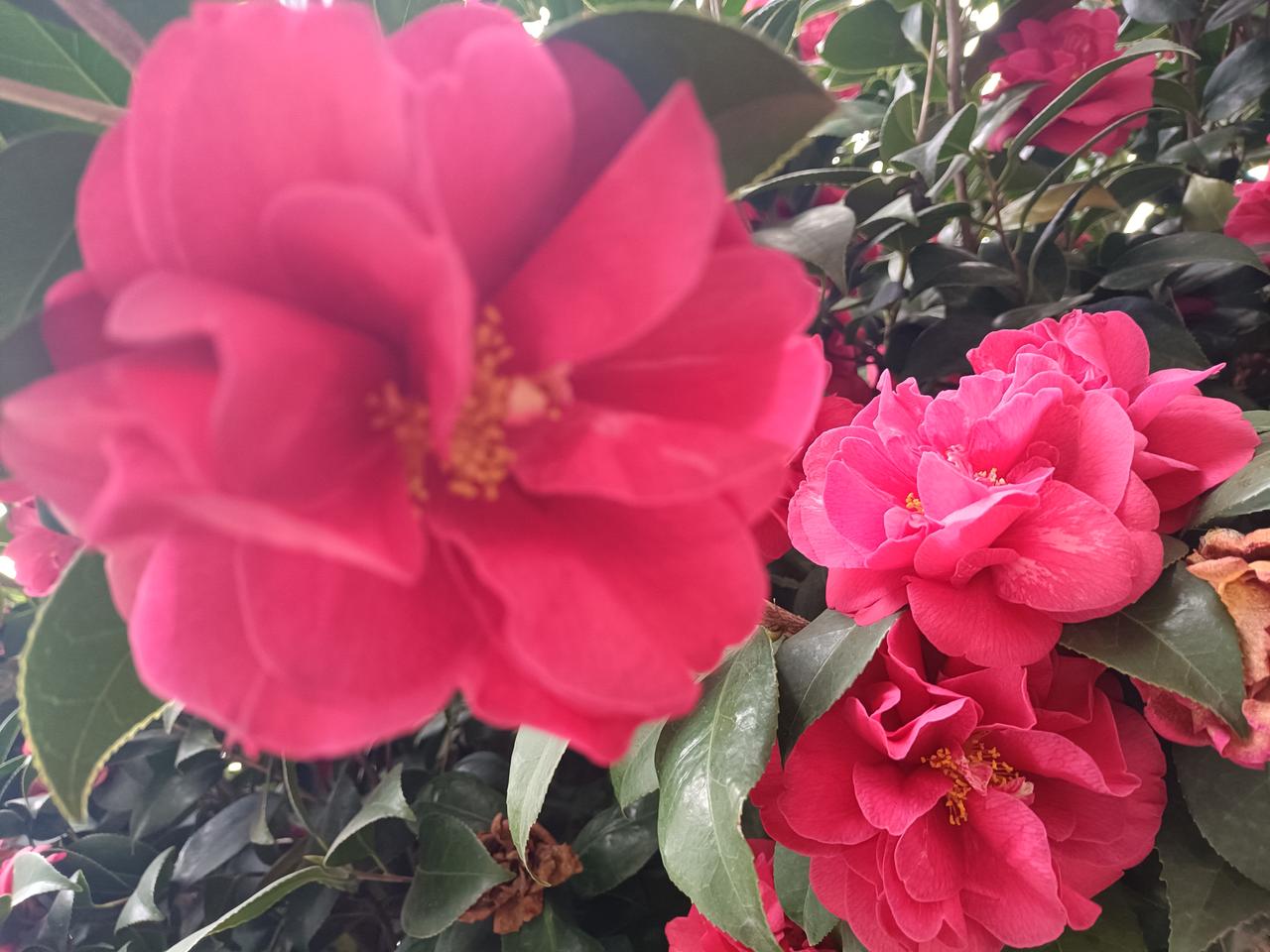 有没有漂亮的花朵图片吗