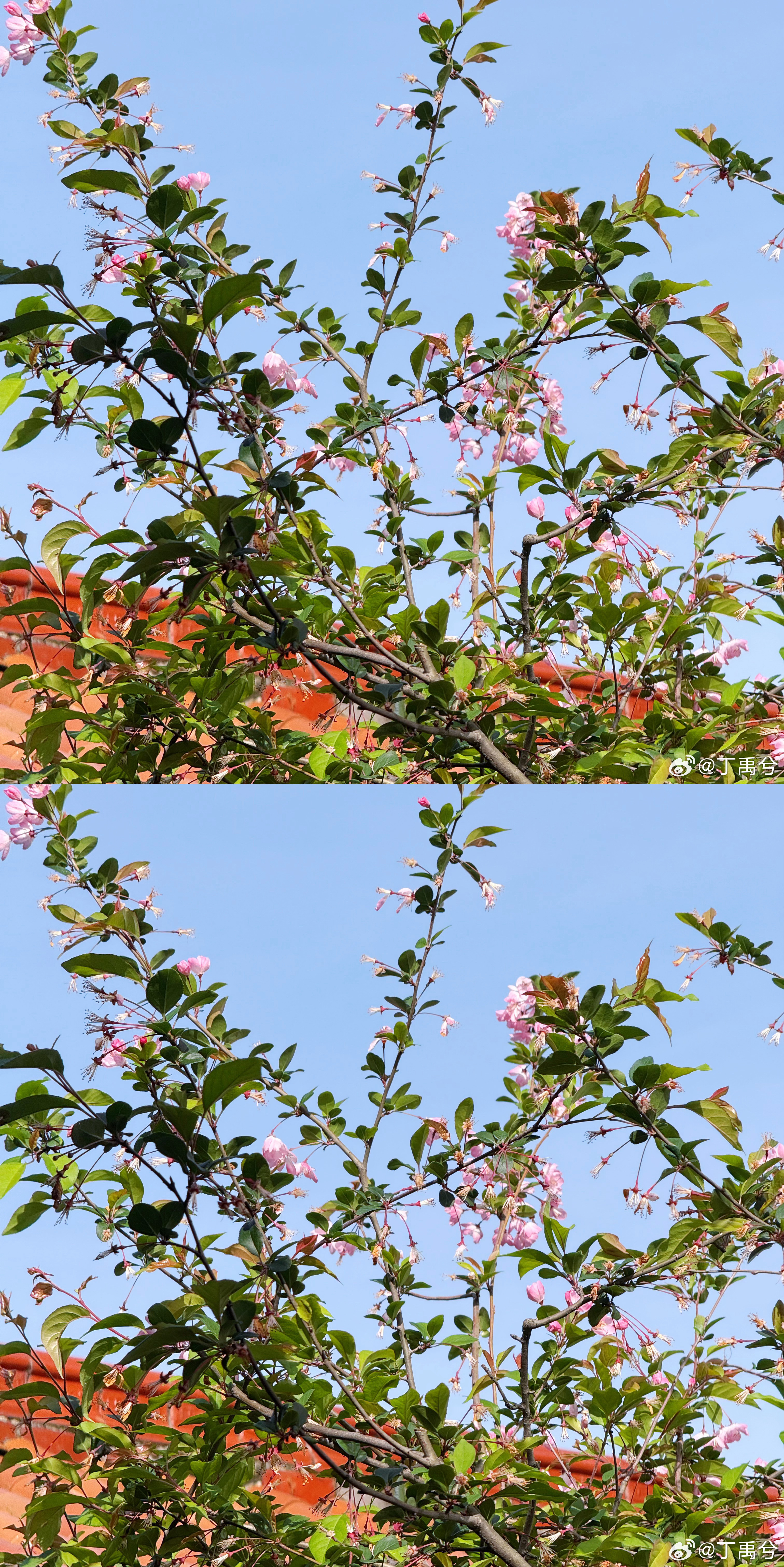 丁禹兮分享海棠花 丁禹兮拍海棠花丁禹兮休息天空降分享日常 拍的好漂亮的海棠花 就