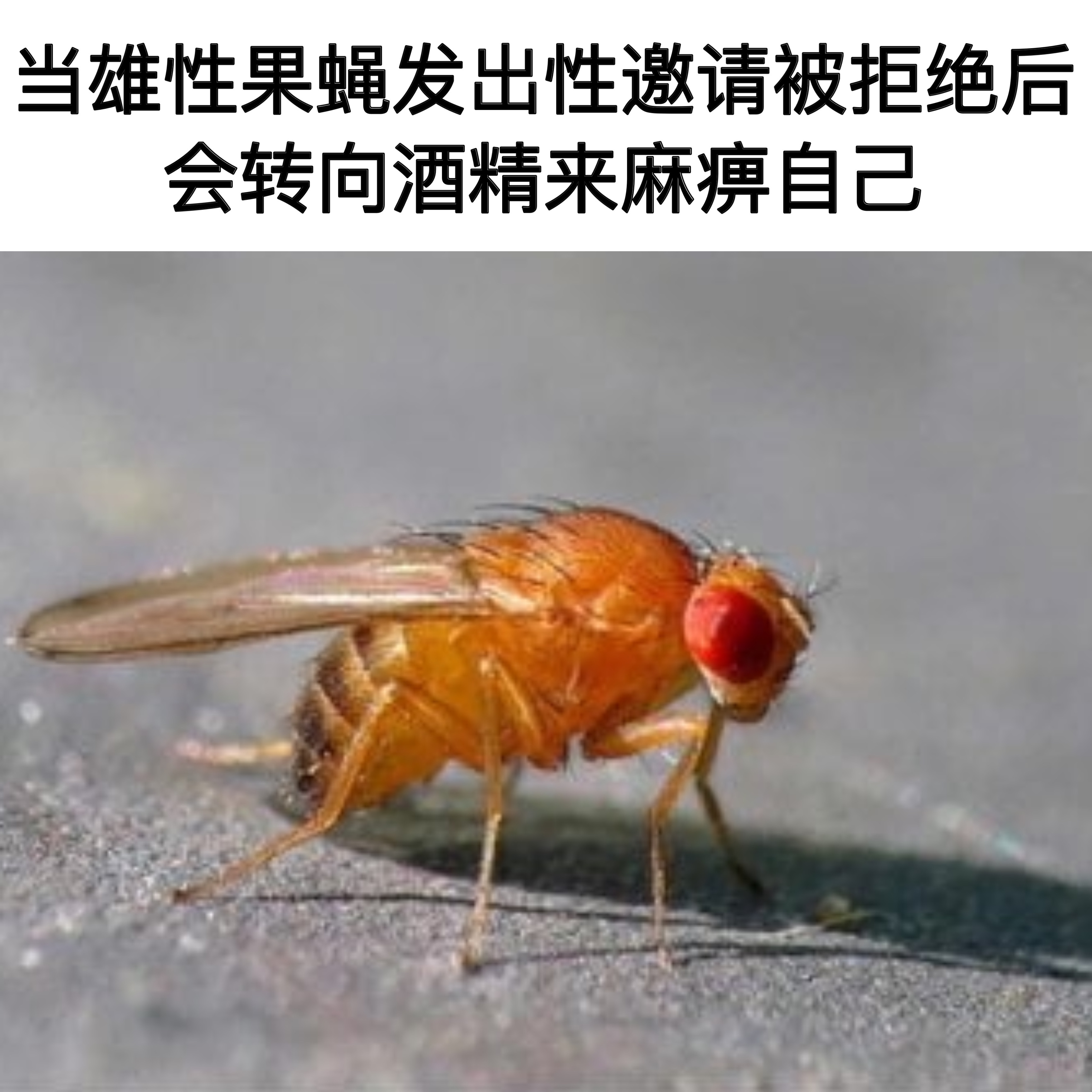 这不是你吗？bro！ 