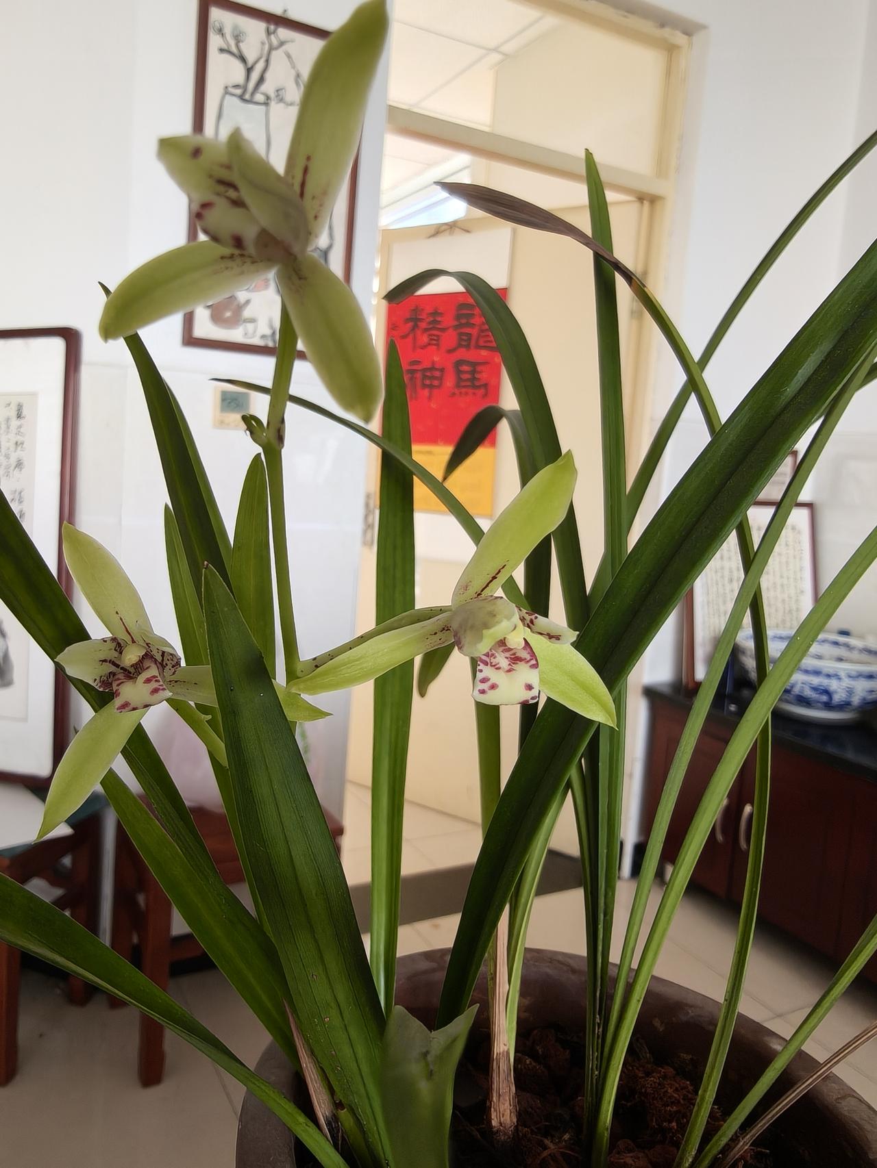晒晒你们养的兰花。不负我的一片痴心，书桌上的兰花终于开了
