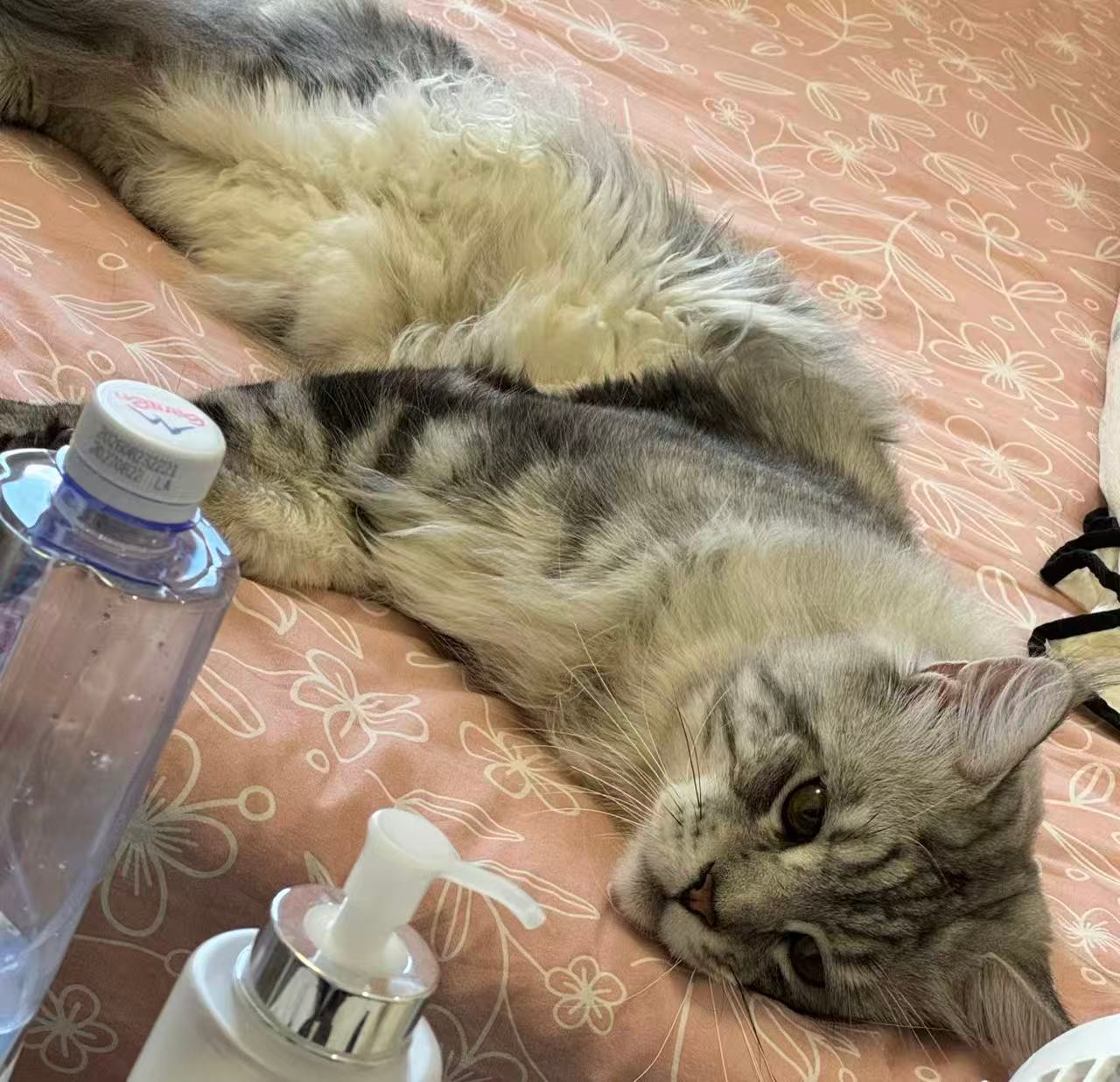 原来猫的21岁相当于人类100岁一直粗略估算猫咪年龄，才知晓21岁猫猫已经百岁高