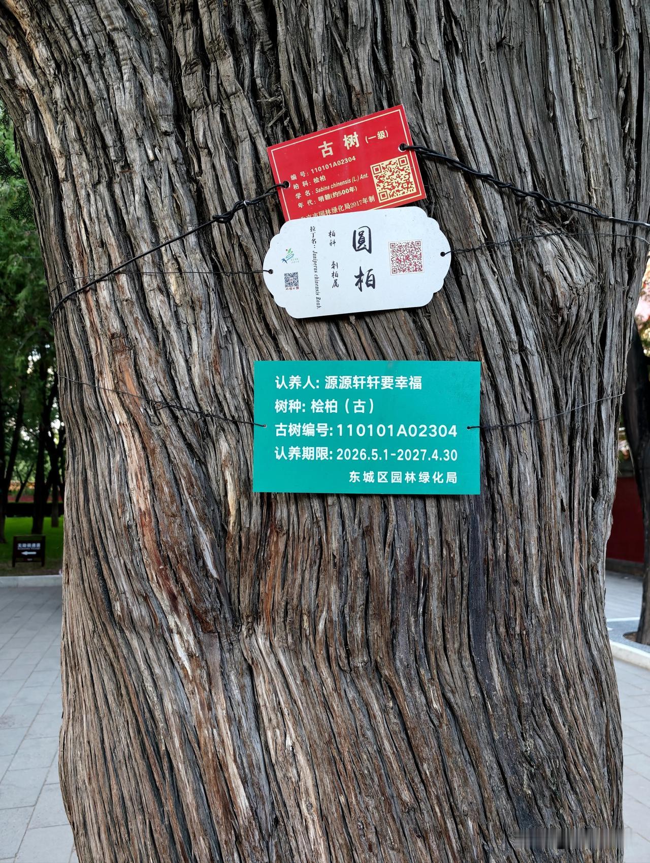 地坛公园人流量适中，400/500年左右的古树很多。停车场就在公园入口右侧，车位
