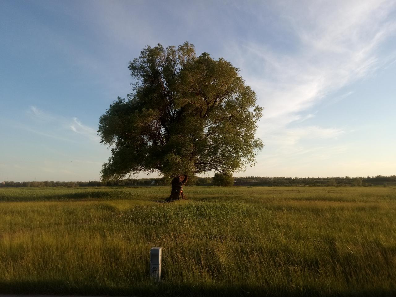 去过赛罕塔拉城中草原的都会被这棵树深深打动！这是我十年前去赛罕塔拉公园游玩时偶然