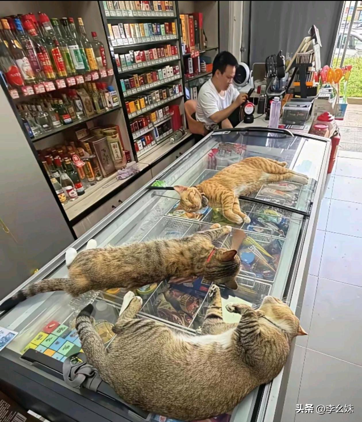 猫也是知道这里凉快的
