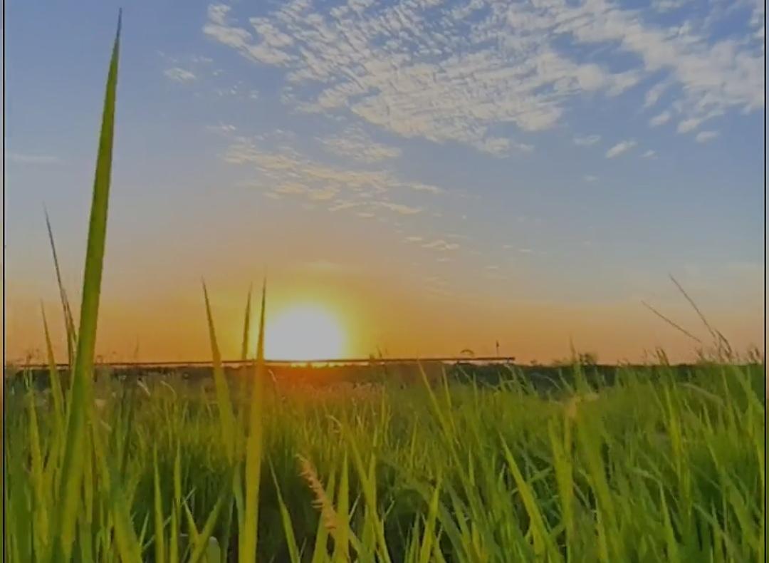＃发张你手机里最美的夕阳照可以吗＃
   夕阳西下，整个田园都被这金黄色的光晕所