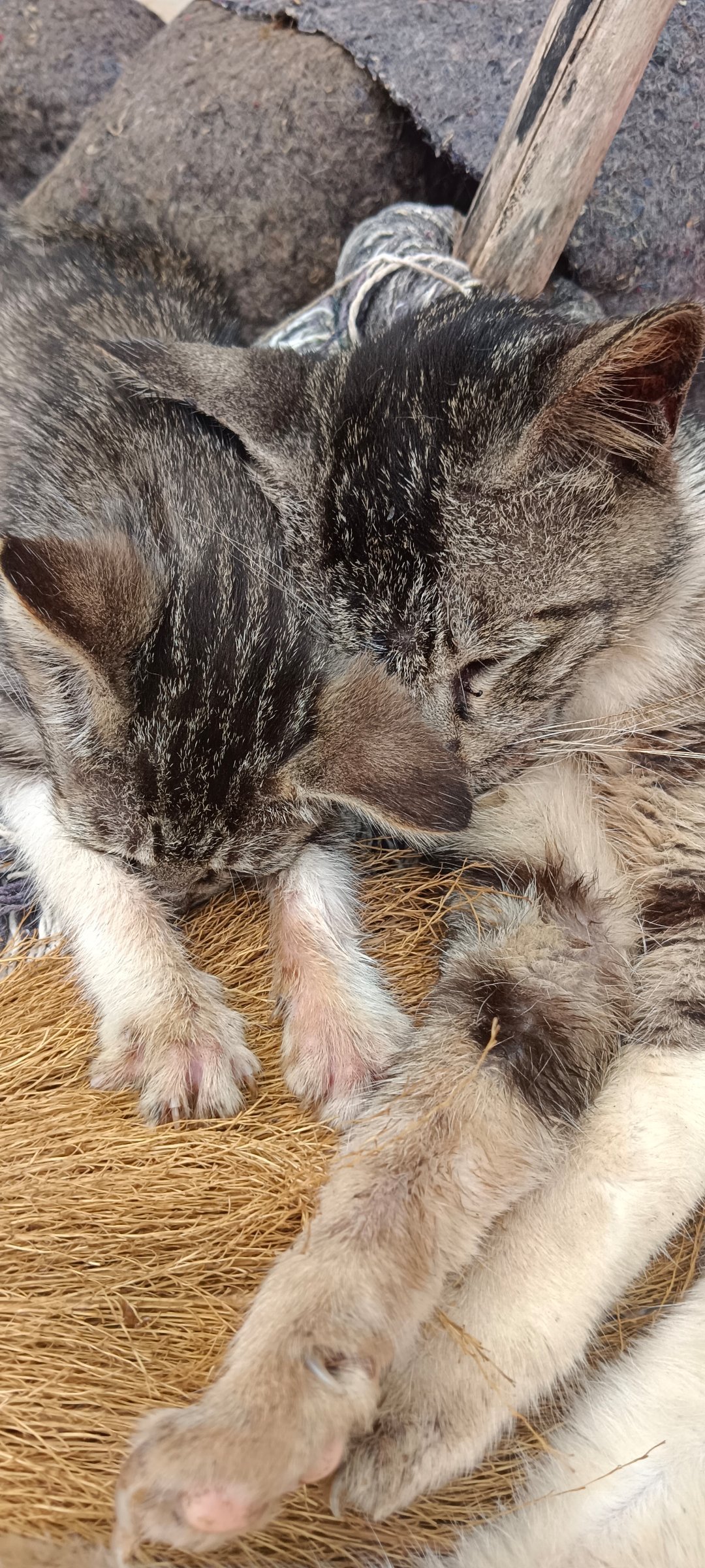 咦好萌村里的 所以是脏脏猫