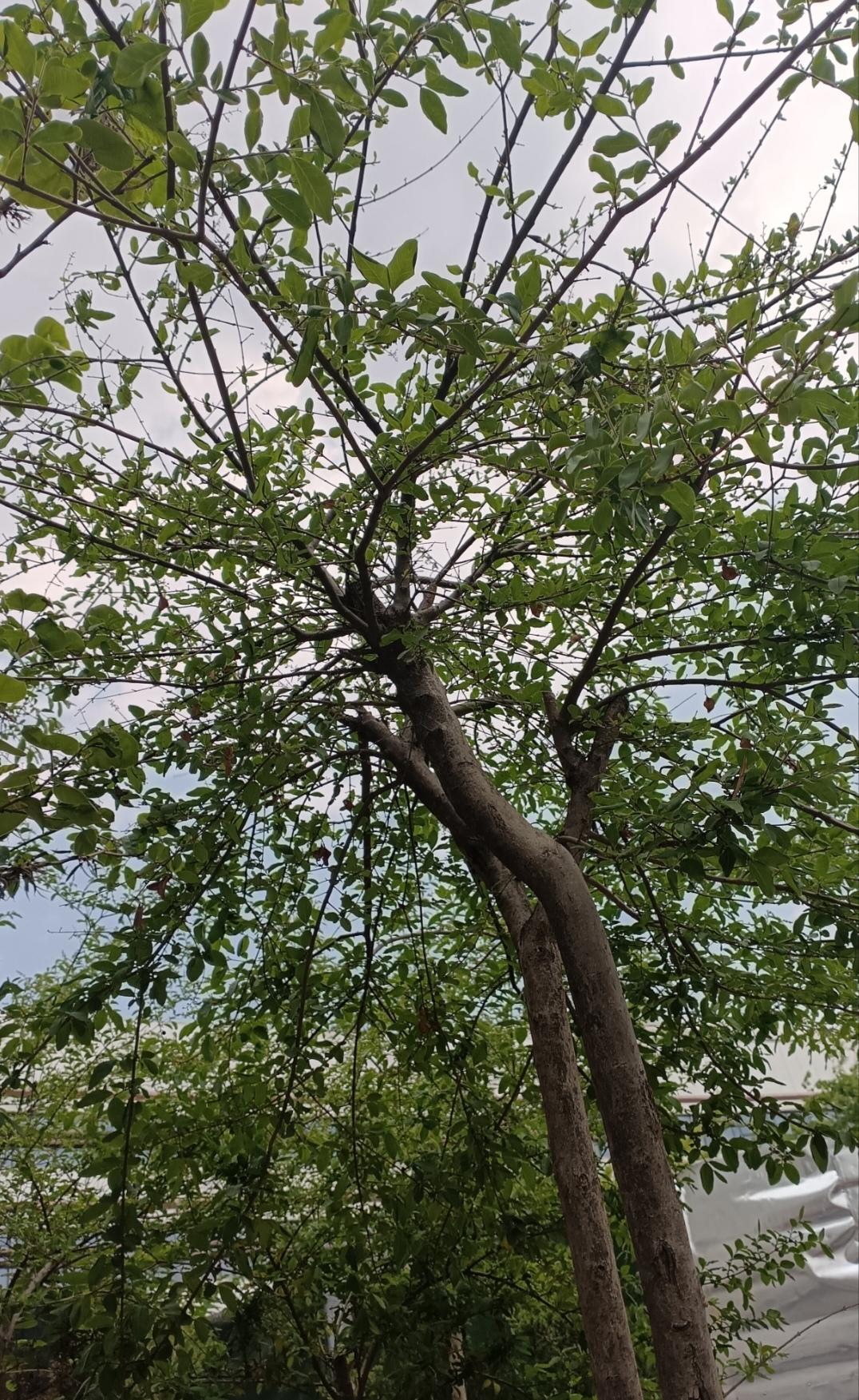  繁枝擎翠叶，云天作素笺，晕染一方清宁。