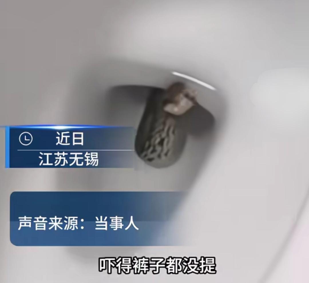 江苏无锡一女子家里上厕所，蛇从抽水马桶里蹿起，吓得女子裤子都没提直接冲出卫生间，