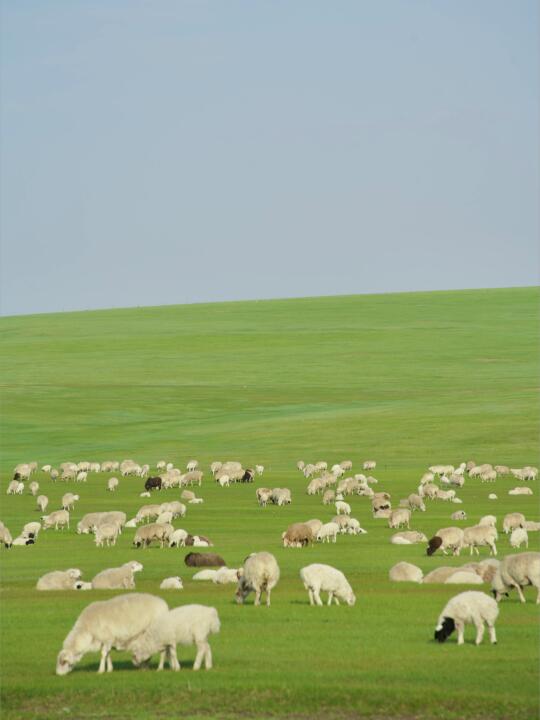 满是避雷贴的呼伦贝尔，为何我还推荐你去？