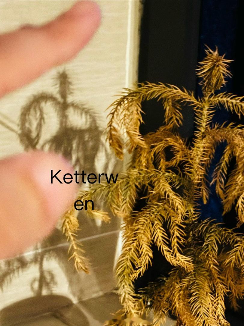 对于黄松来说，我的手是不是仙人抚我顶，结发授长生的概念  专栏 · ketter