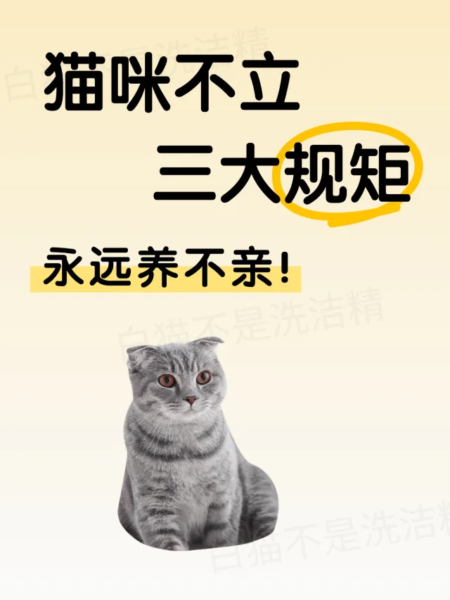 想让猫咪粘人又听话？这 3 条规矩必须立！