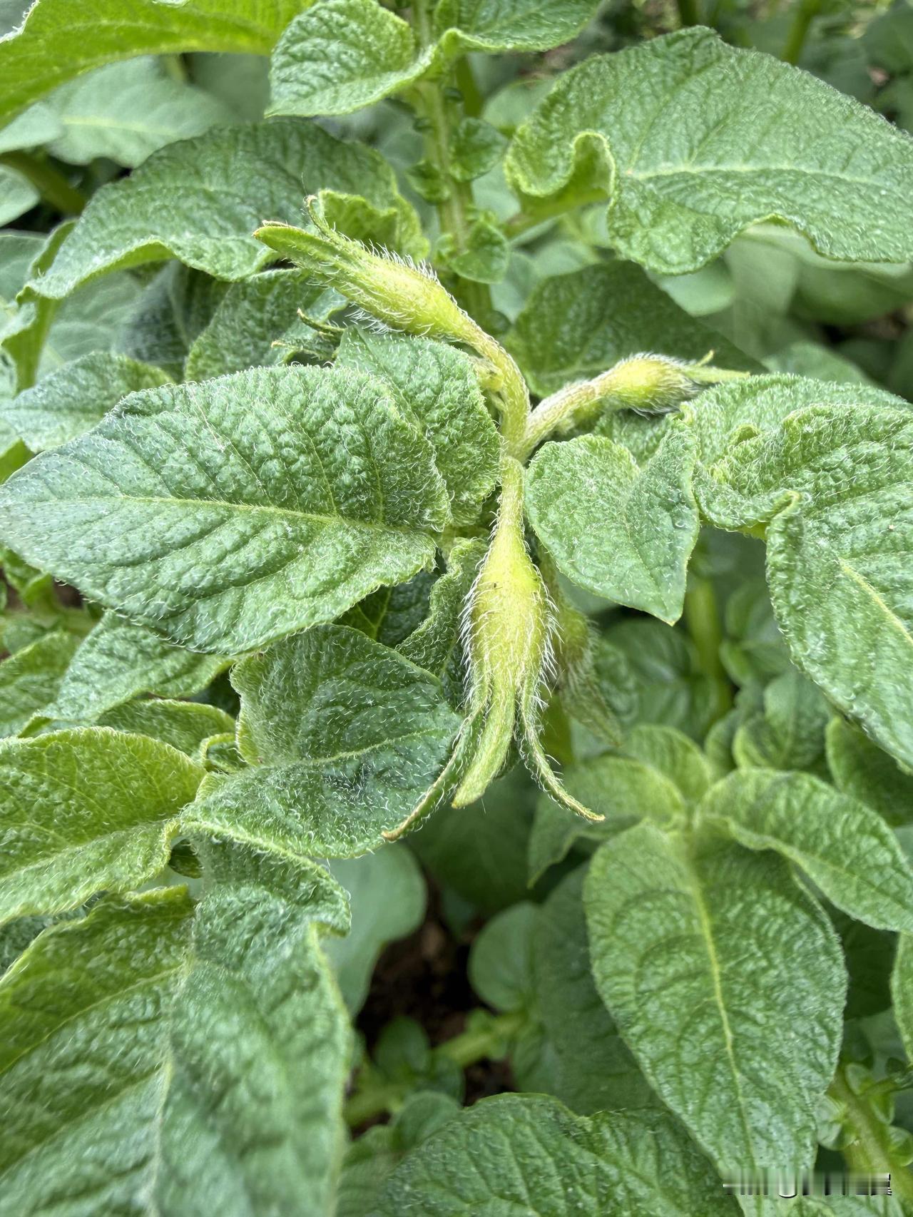 【小对联】
上：……？
下：大伪似真。