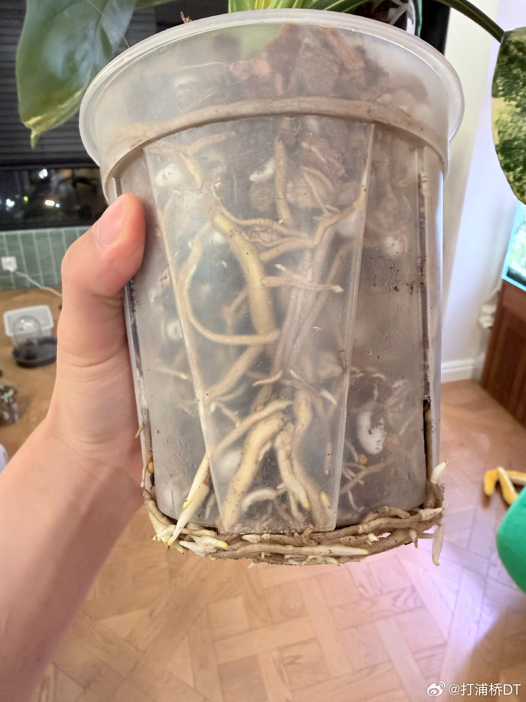 打完游戏，一阵空虚，还是养植物好，短黄没两个月，又要换盆了 