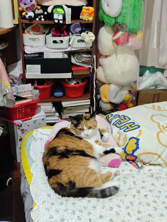 才洗完澡看到猫已经在床上躺好
