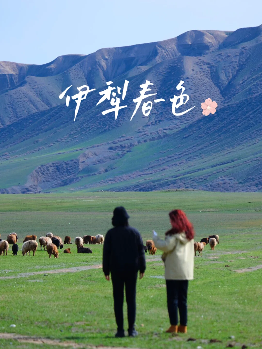 四月新疆伊犁杏花｜错过这10天就要再等一年