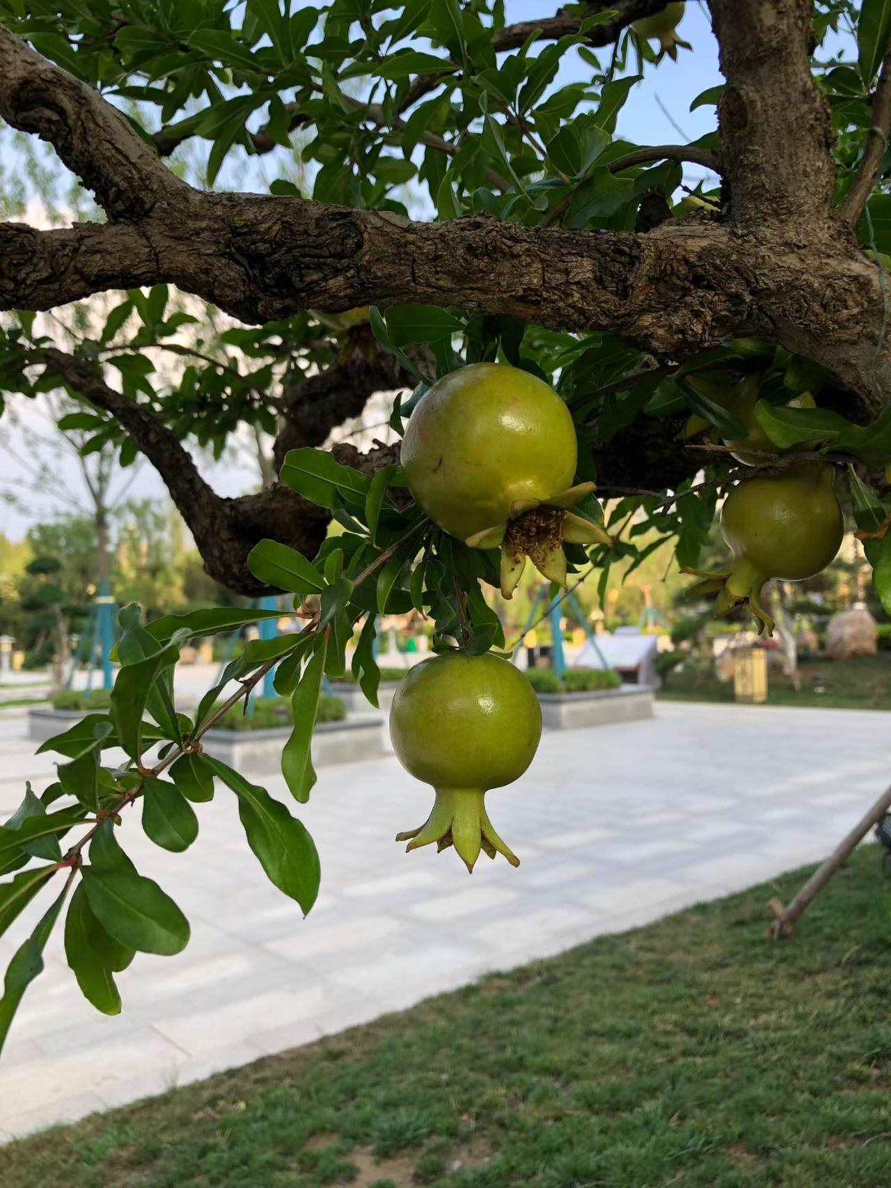 菊花带露云有魂，秋深月冷水无痕。
​街前老翁问归期，正是城东吾乡音。
​少年情事
