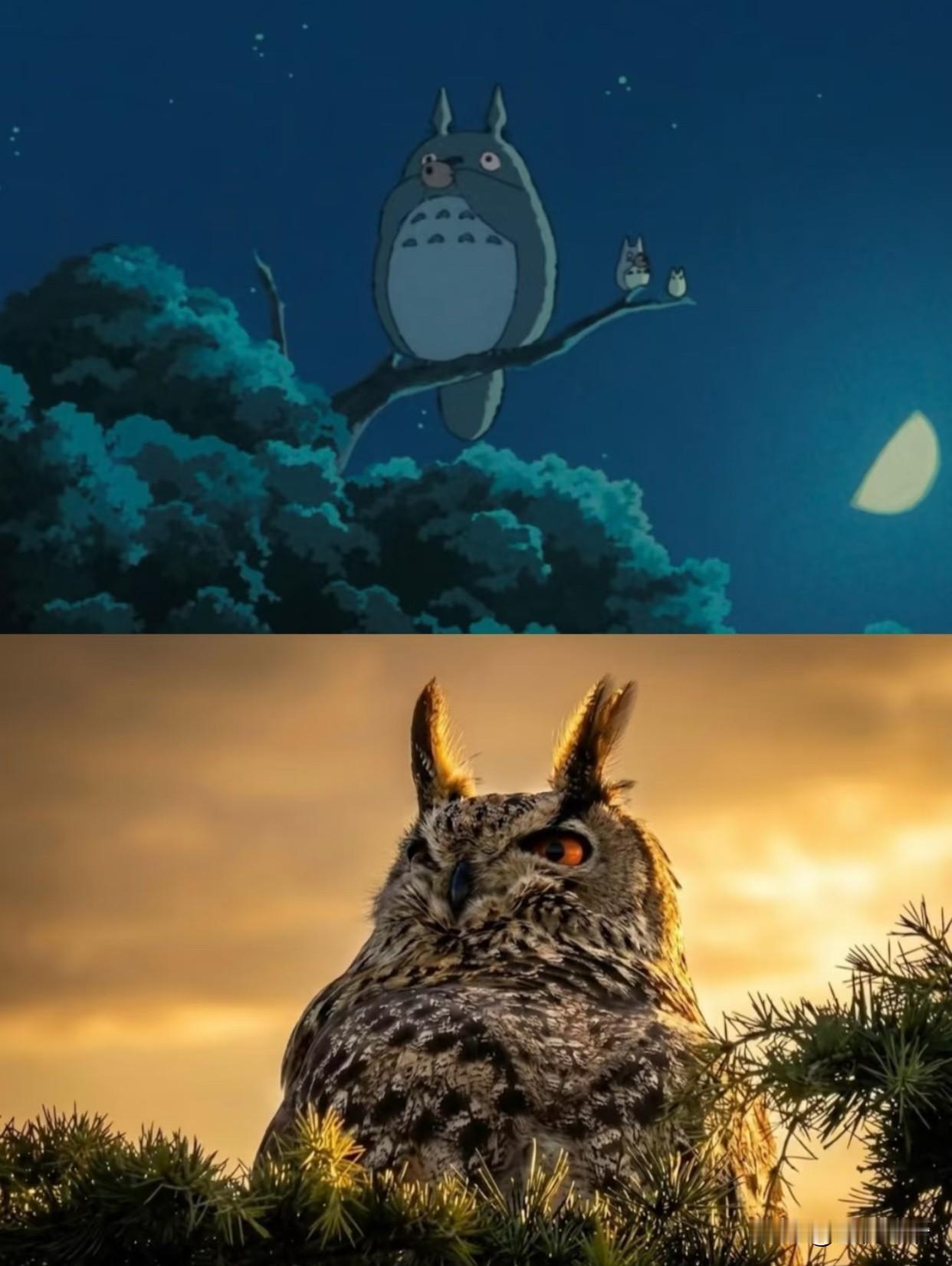 北京天坛的雕鸮又来啦！好大只
原来龙猫是这家伙啊[震惊]
果然艺术来源于生活
