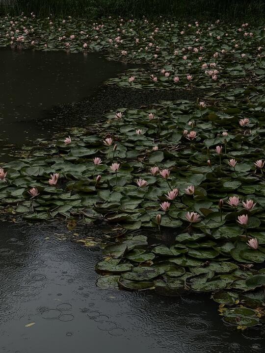 常州6.22实况---莫奈的睡莲