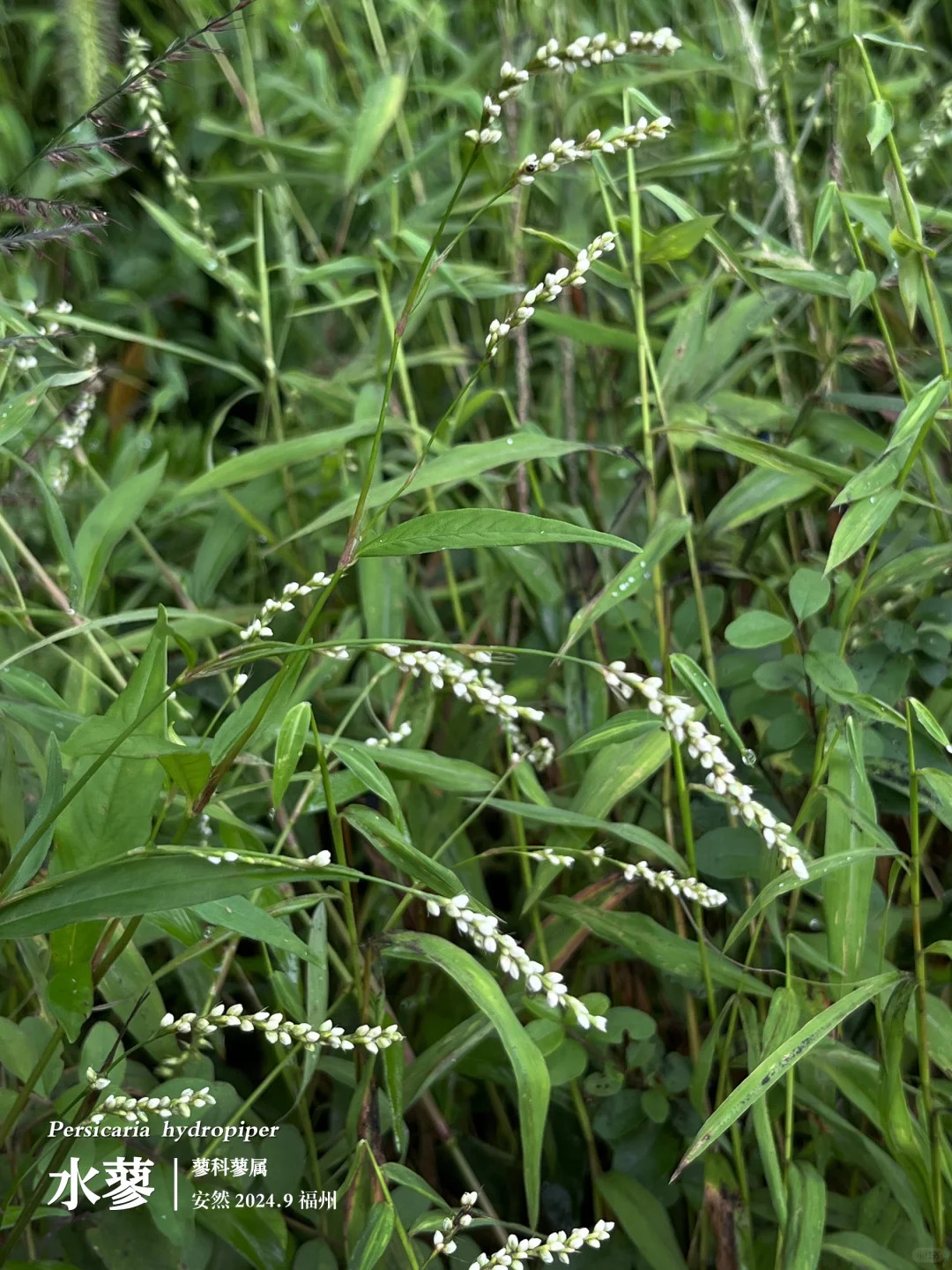 福州植物打标458｜楚辞中出现的调味品——水蓼