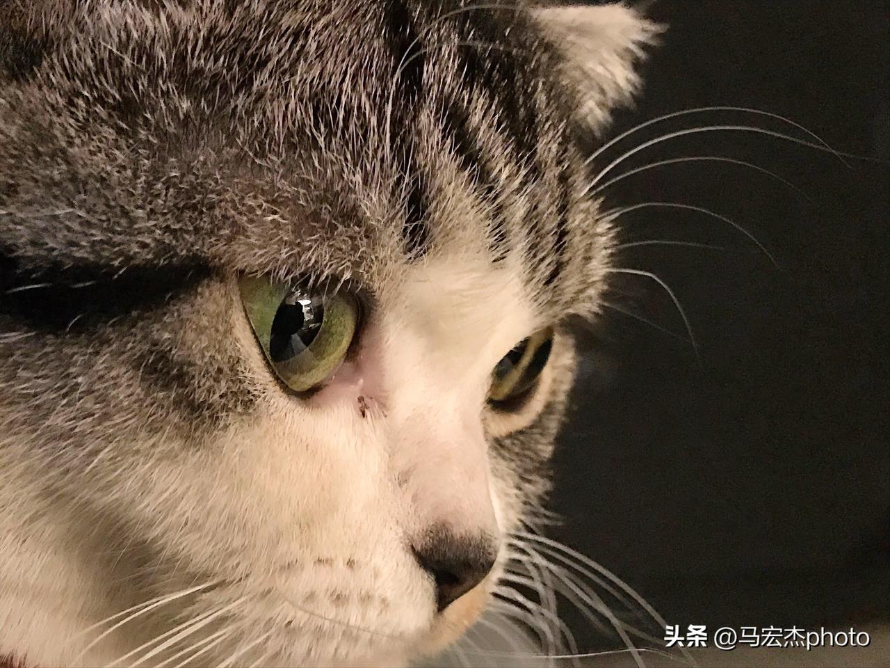 谁能把手里的猫咪照片发出来看一下我的猫咪很懵懂。