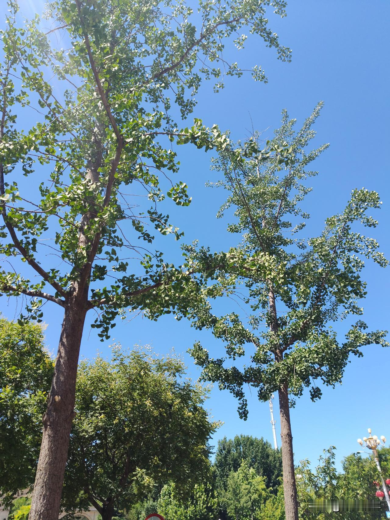 上周的天空 银杏树上蓝蓝的天空，万里无云，湛蓝一色，嗯，心旷神怡
和今天开始我们