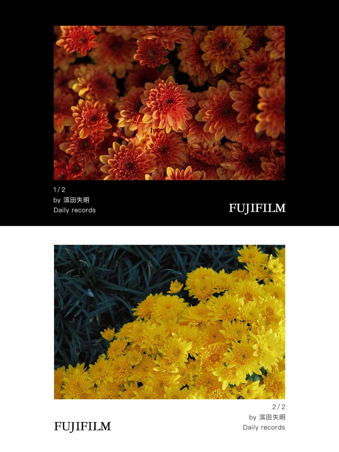 趁周末还可以赶上菊展🌼