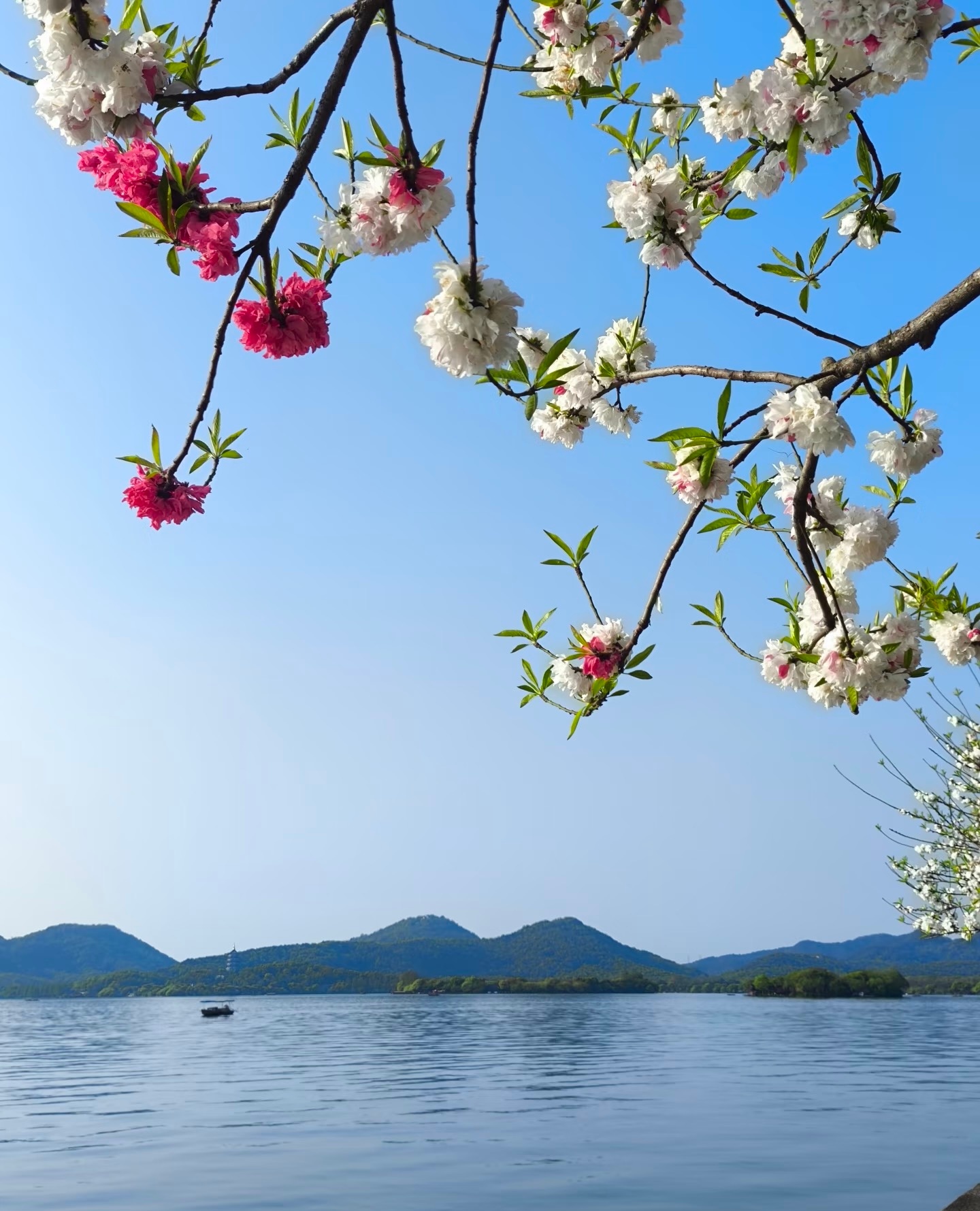 最美人间四月天杭州西湖一日游玩攻略✅游玩路线：龙翔桥C口→二公园码头→三潭印月→