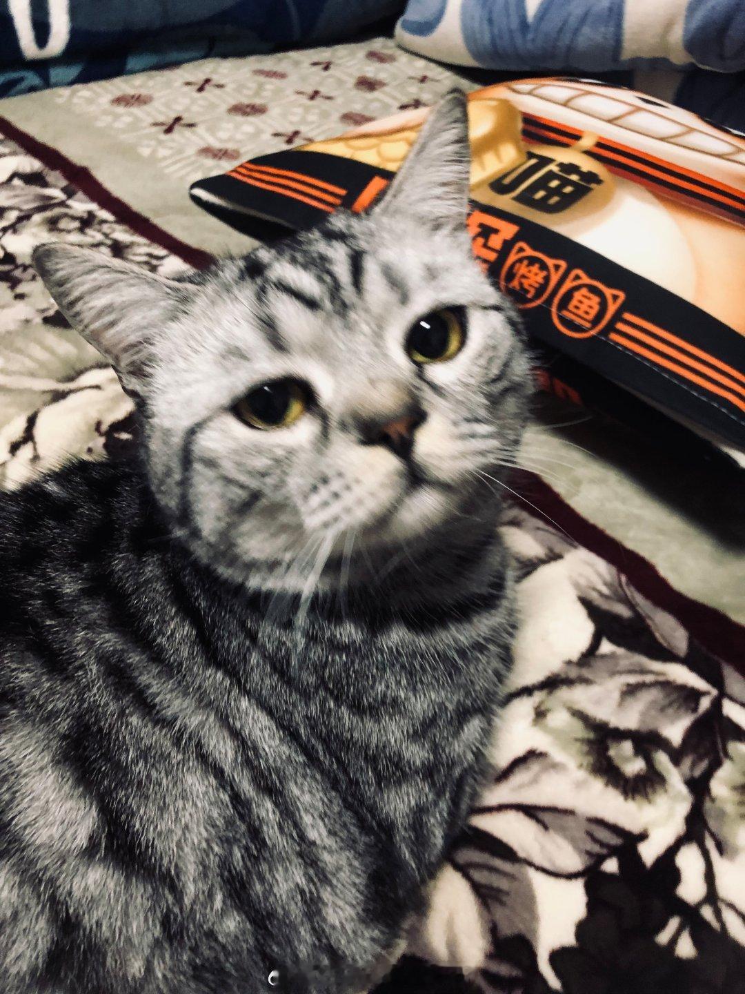是什么猪一样的小猫，不到一个星期涨了一斤，我不在家胃口这么好吗，都大了一圈[喵喵