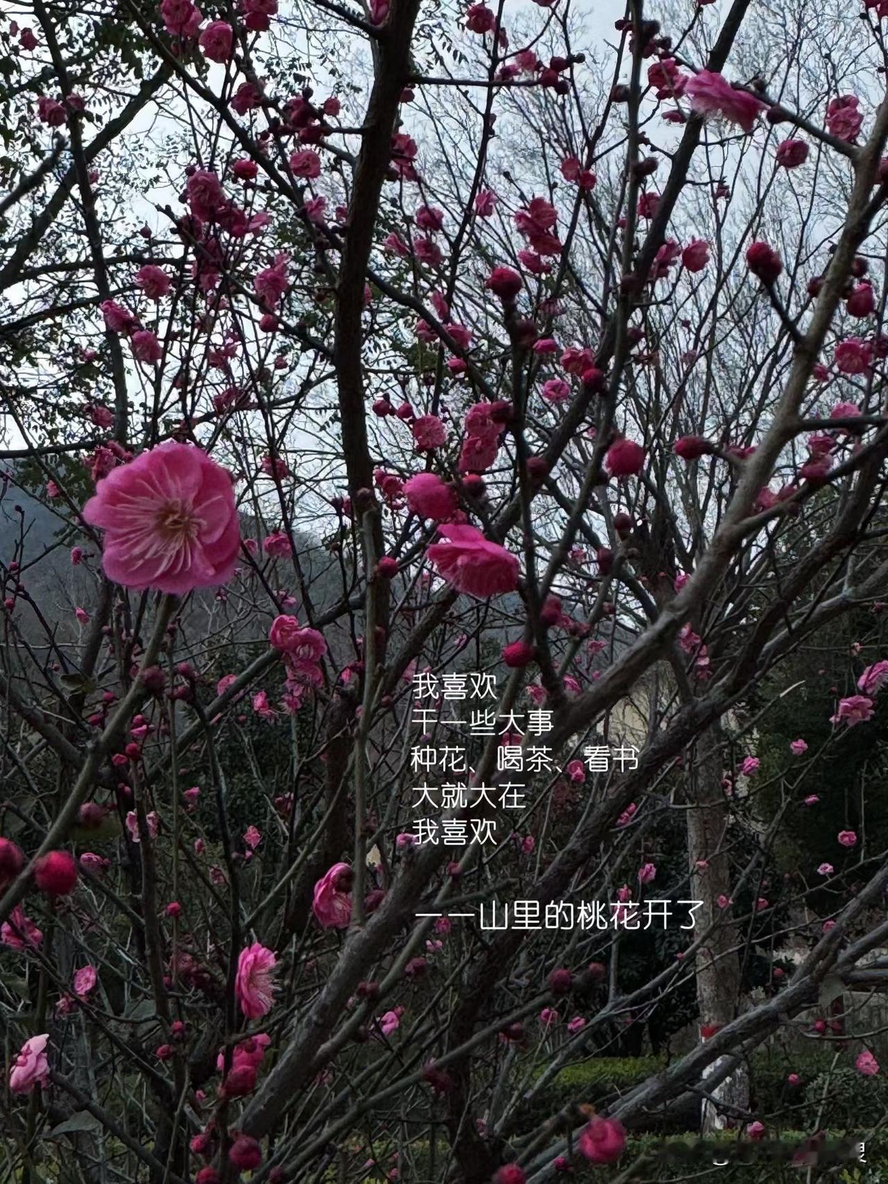 要是真开了，就找块石头坐下，晒晒太阳闻闻花香；就算没开，权当爬山锻炼身体，也不亏