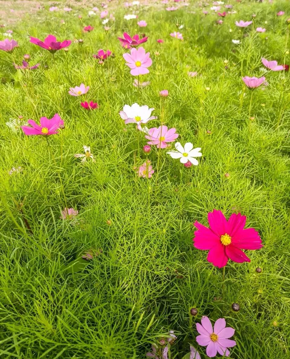 随手拍的花分享
