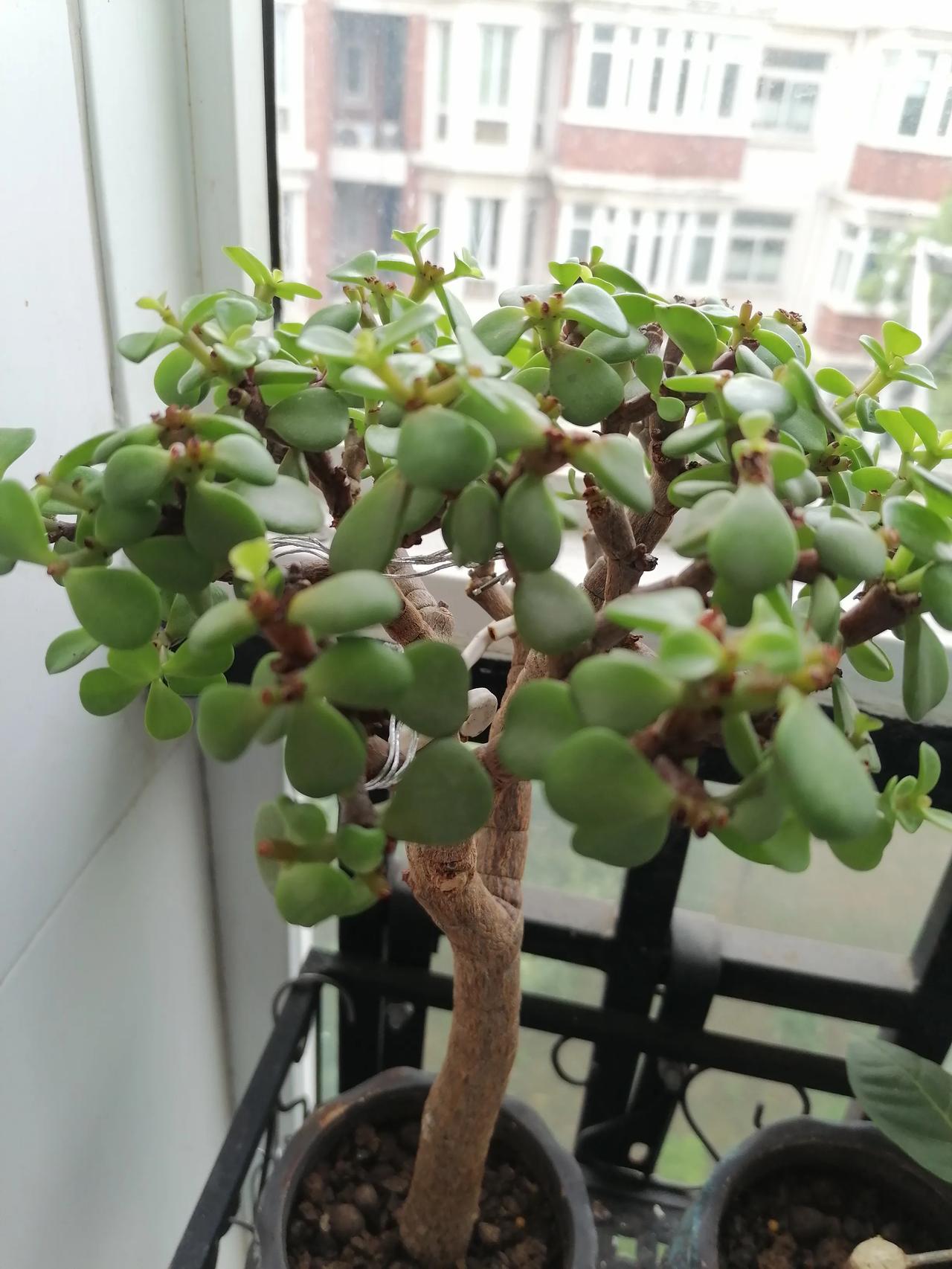 “马拉松，第二名咬住第一名，难受的是第一名。”

才看到这个观点时，一时有点错愕