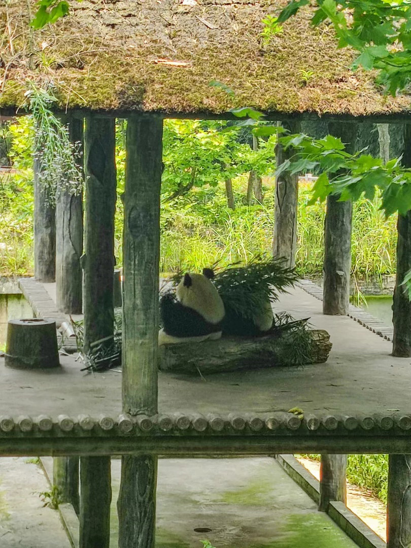 五一来雅安当国宝铲屎主理人五一奔赴熊猫老家雅安✨化身国宝铲屎主理人，打扫熊猫窝、