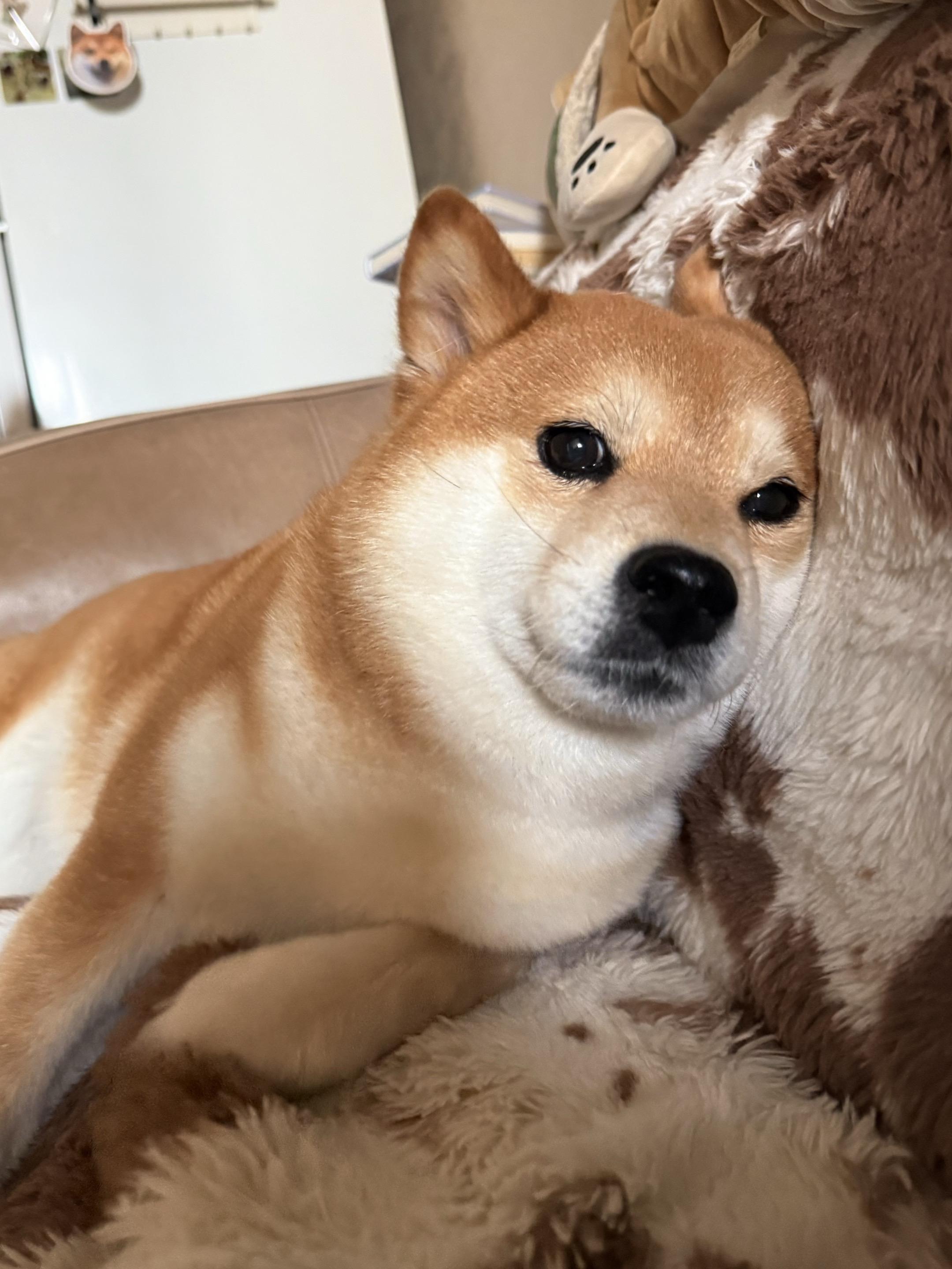 柴犬