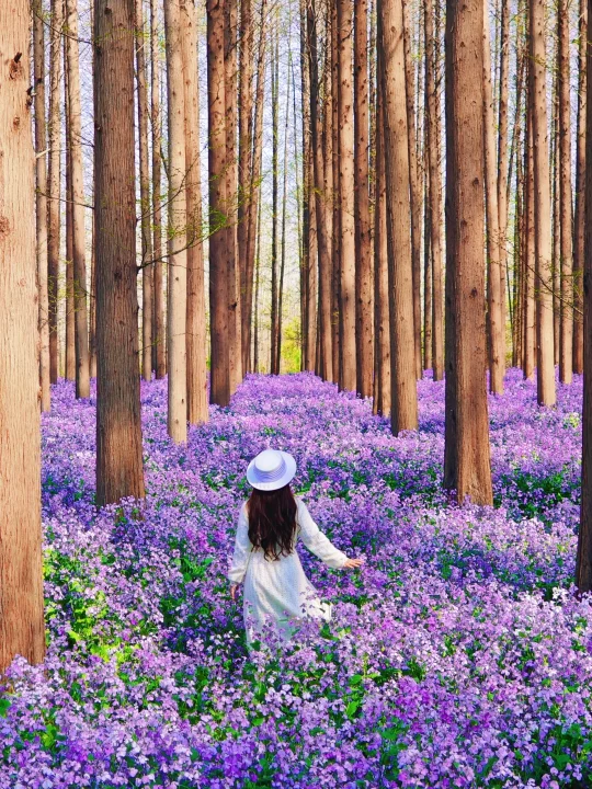 以为南京够美了，直到我去了一趟这里…