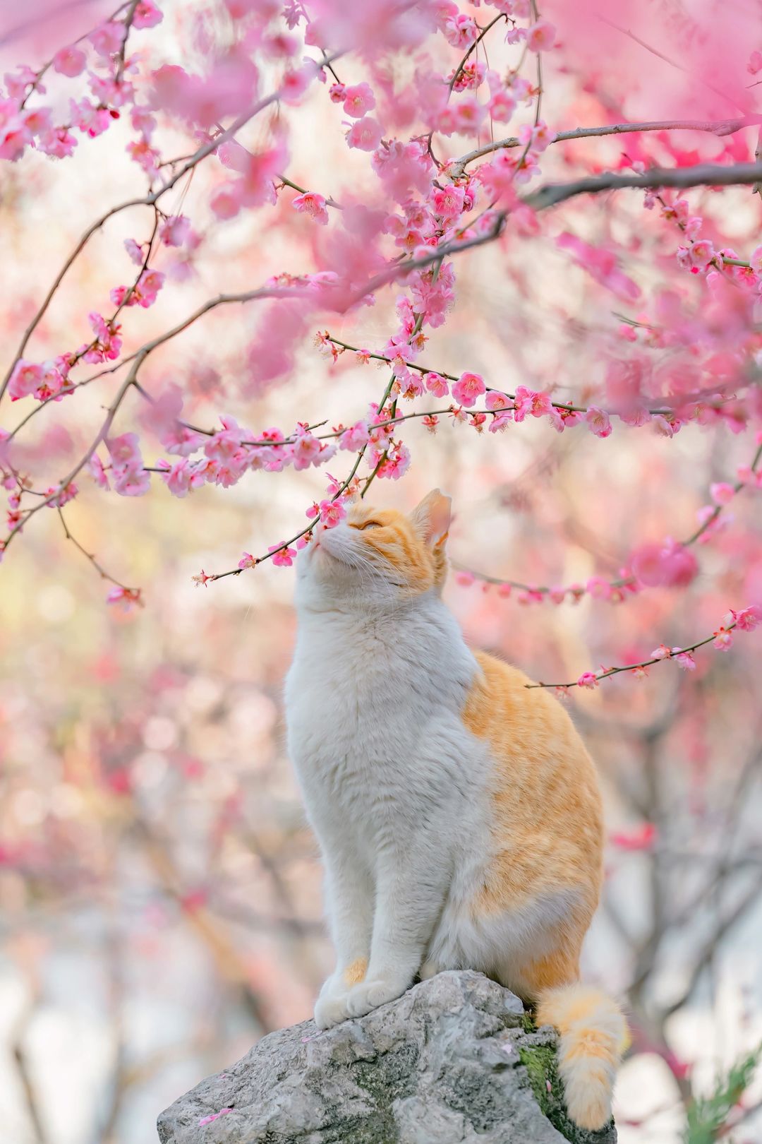 得意之作｜治愈人心的猫猫日历壁纸（八）