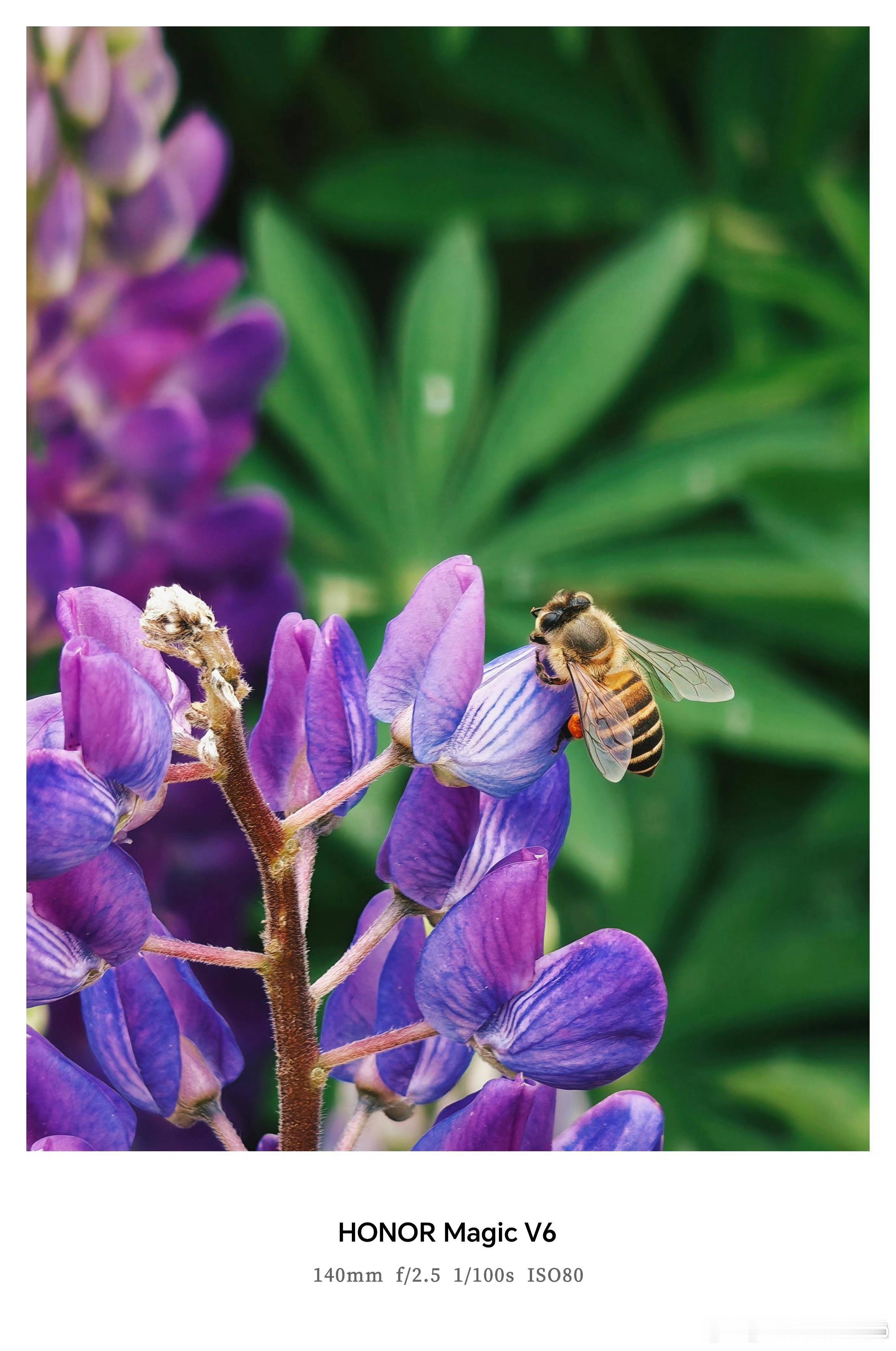 荣耀Magic V6的相机实拍样张，感觉如何