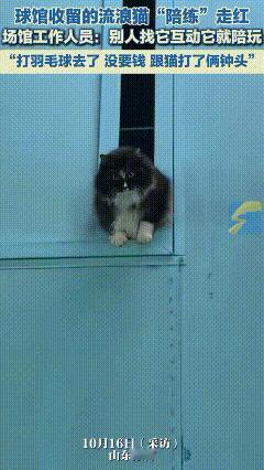 太可爱了！山东淄博，一球馆收留的流浪猫因“陪练”走红，每次都会耐心认真陪练球，彼