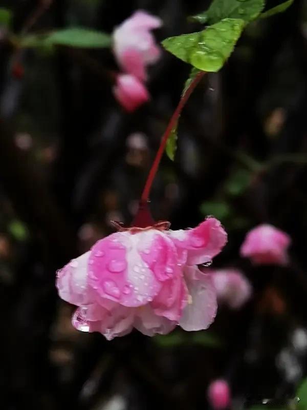 上联:花逢细雨添娇色，
下联:柳沐和风展翠姿。
横批:春和景明
看到“花逢细雨添