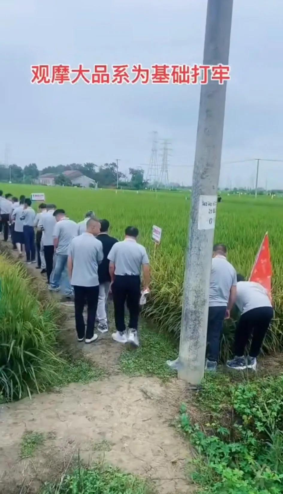 这次专家下地戴鞋套没铺红毯已经有进步了！连土都不沾脚！就问这么多专家种过地么？这