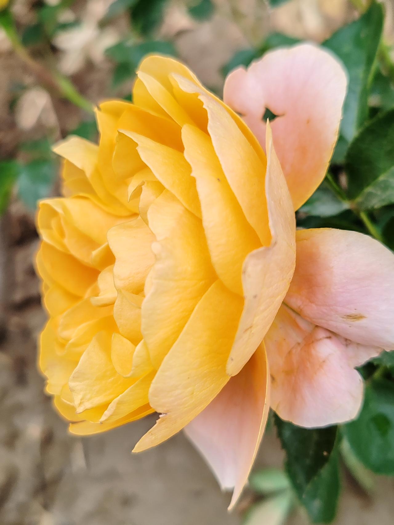 谁有好看的花卉图片分享下