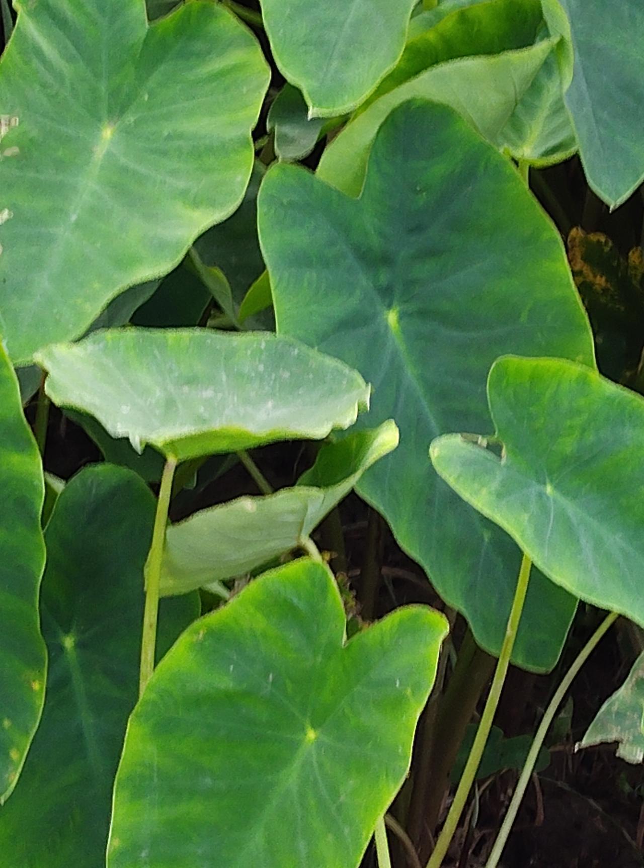 奇怪！喜欢出轨的人，在身体健康时是不愿回家的？他们想回家时，都是在身体不好的状况