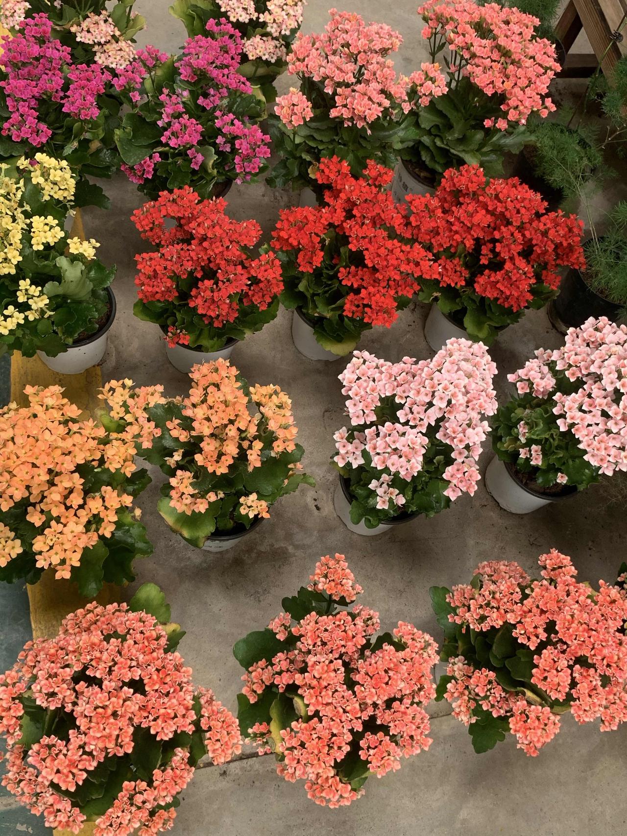 这是花店的盆栽长寿花。
长寿花，这一充满活力的植物，始终闪耀着绚丽的光芒。它独特