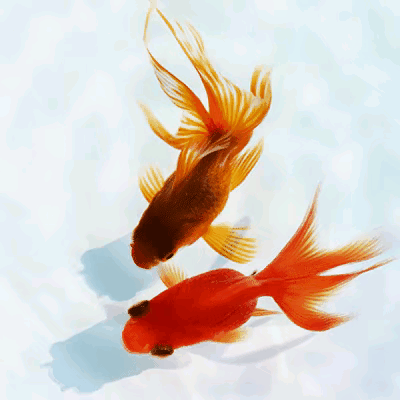 庆幸我今六十一！

一头霜发短且稀，间有长眉如椽起。
双眸渐浑眼睑垂，远看模糊近