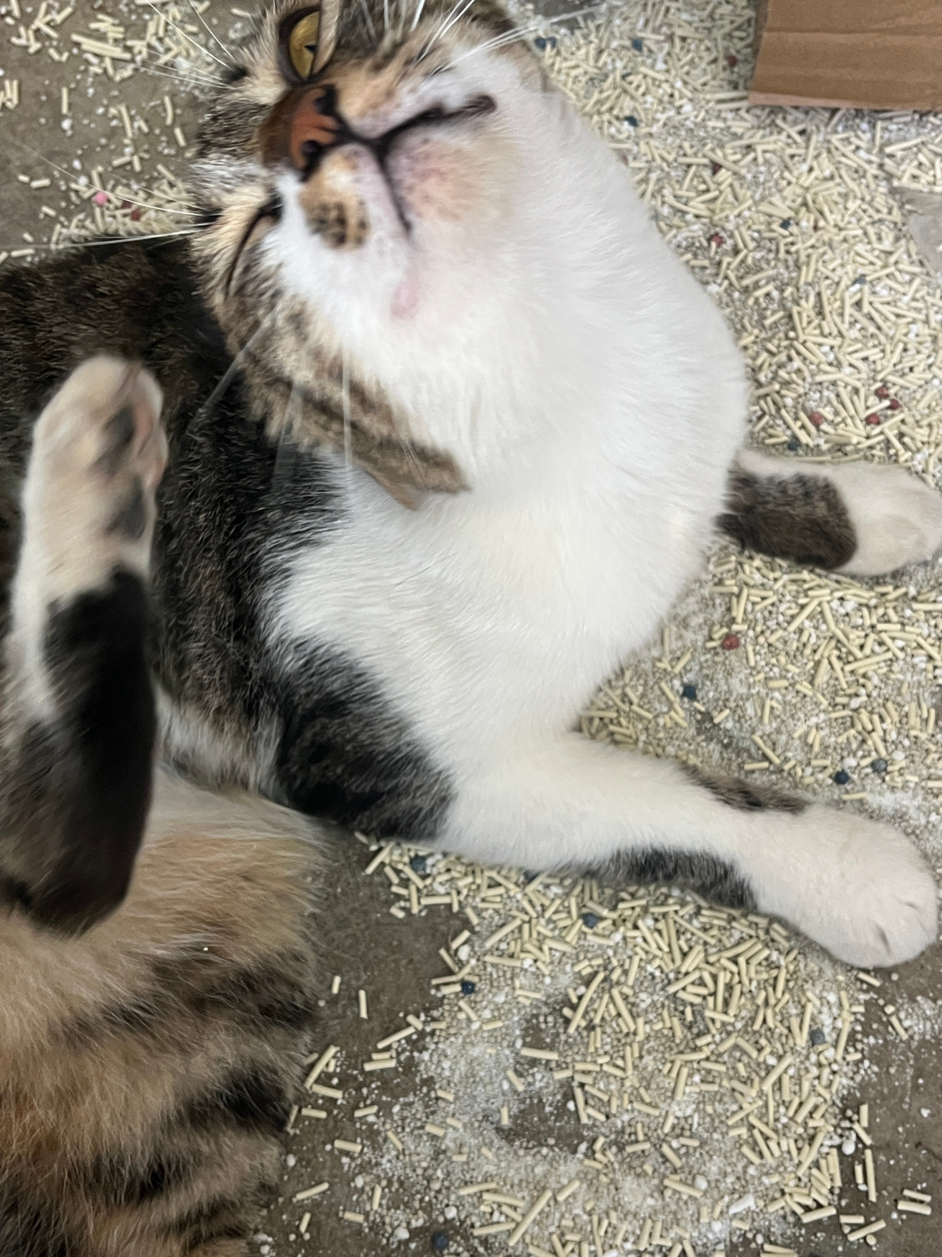 一起来又看到这大脑褶皱几乎为0点生物直接咬烂纸箱干啃10斤猫砂我都。。。神啊你会